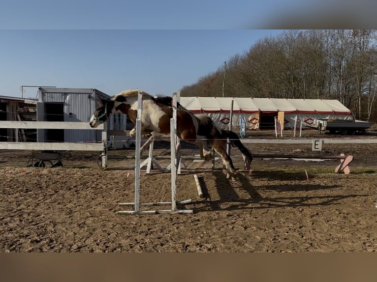 Lewitzer Ruin 4 Jaar 130 cm Gevlekt-paard in Kirch Jesar