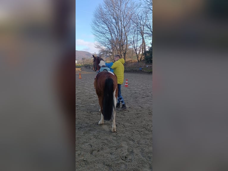 Lewitzer Mix Ruin 4 Jaar 132 cm Gevlekt-paard in Reutlingen