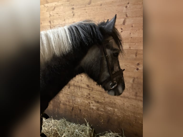 Lewitzer Mix Ruin 4 Jaar 140 cm Gevlekt-paard in Tutzing