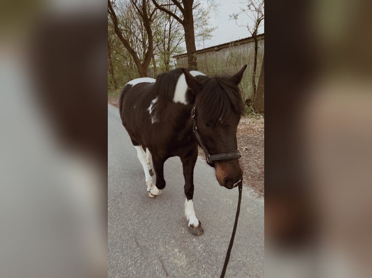 Lewitzer Mix Ruin 4 Jaar 145 cm Gevlekt-paard in Seevetal