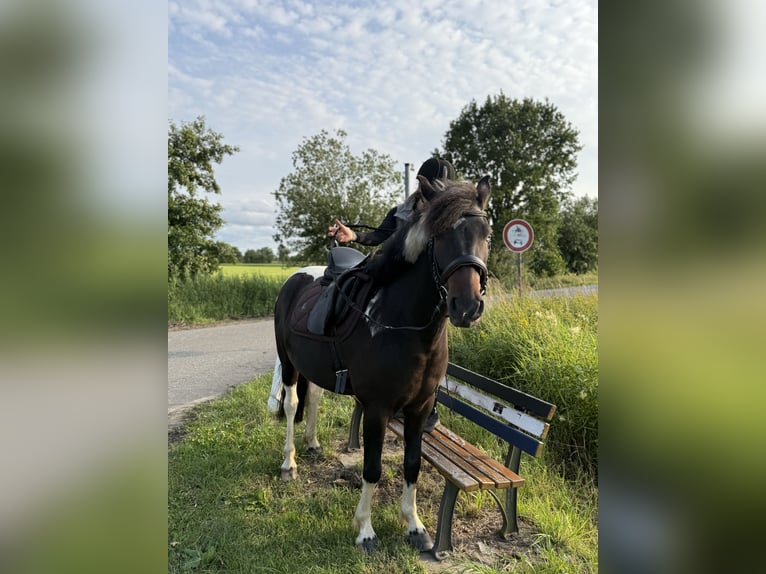 Lewitzer Mix Ruin 4 Jaar 145 cm Gevlekt-paard in Seevetal