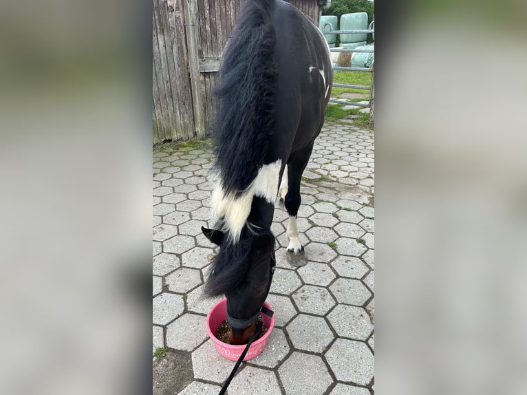 Lewitzer Mix Ruin 4 Jaar 145 cm Gevlekt-paard in Seevetal
