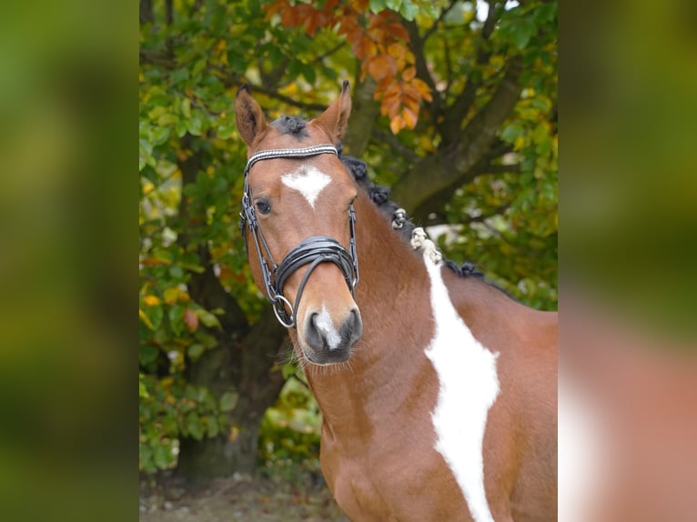 Lewitzer Ruin 4 Jaar 146 cm Gevlekt-paard in Jesteburg