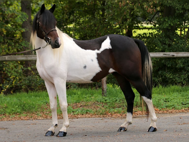 Lewitzer Ruin 4 Jaar 148 cm Gevlekt-paard in Weilerswist
