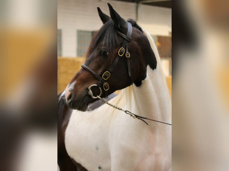Lewitzer Ruin 4 Jaar 148 cm Gevlekt-paard in Weilerswist