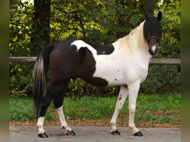 Lewitzer Ruin 4 Jaar 148 cm Gevlekt-paard in Weilerswist