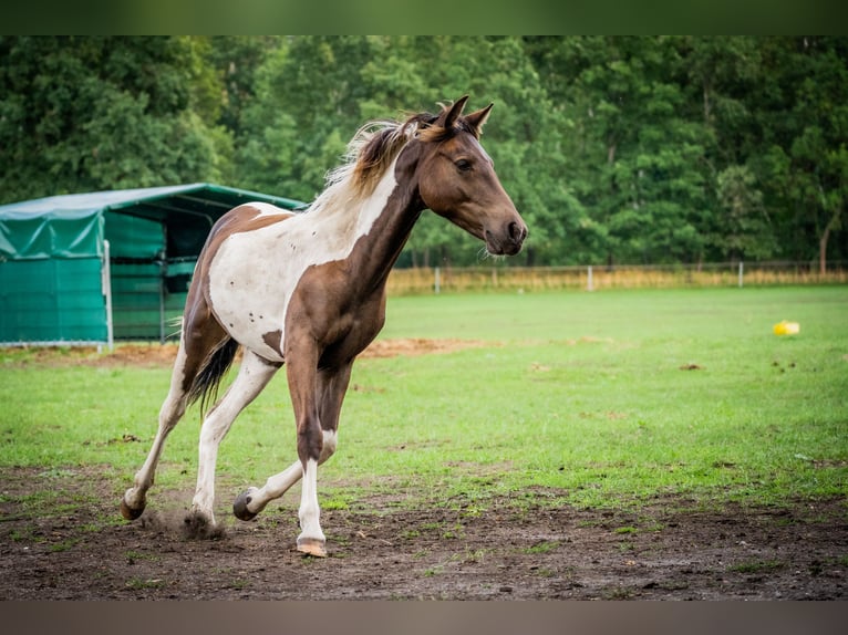 Lewitzer Mix Ruin 4 Jaar 150 cm Tobiano-alle-kleuren in Senftenberg