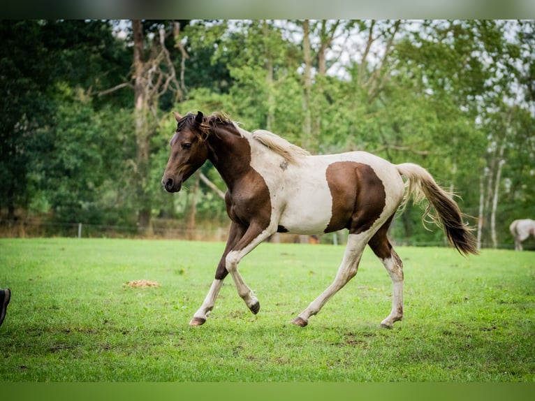 Lewitzer Mix Ruin 4 Jaar 150 cm Tobiano-alle-kleuren in Senftenberg