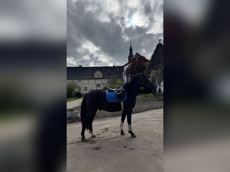 Lewitzer Ruin 4 Jaar 154 cm Zwart in Meschede