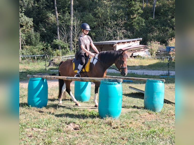 Lewitzer Ruin 5 Jaar 140 cm Gevlekt-paard in Bayerbach