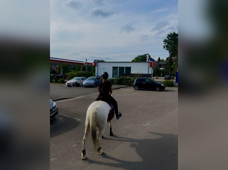 Lewitzer Ruin 5 Jaar 143 cm Gevlekt-paard in Alt Mölln