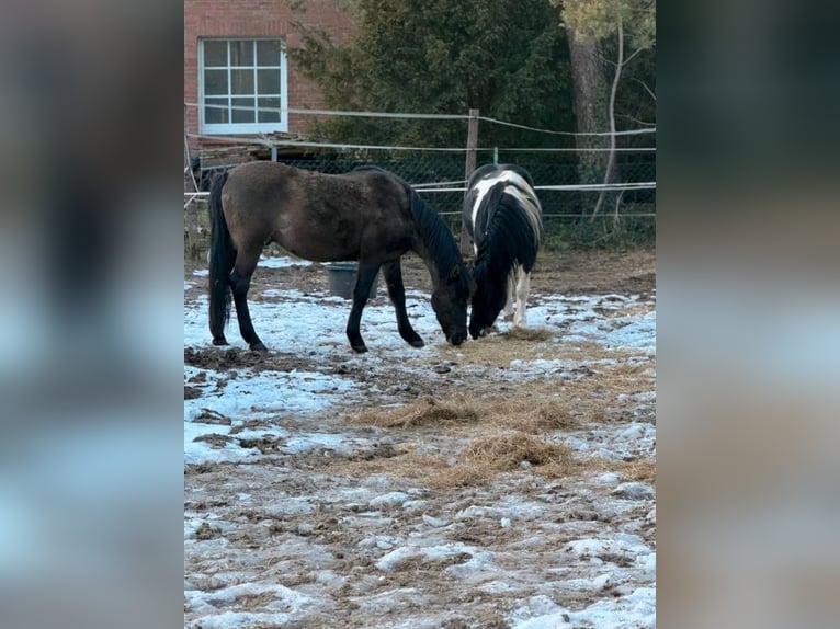 Lewitzer Mix Ruin 5 Jaar 144 cm Gevlekt-paard in Bergen
