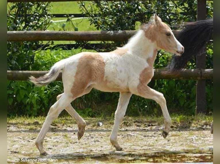 Lewitzer Ruin 5 Jaar 150 cm Gevlekt-paard in Biberach an der Riß
