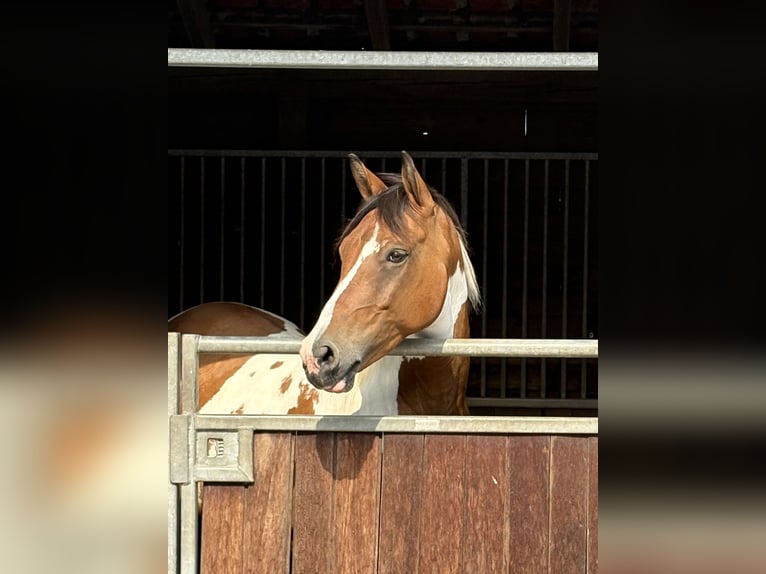 Lewitzer Ruin 6 Jaar 155 cm Gevlekt-paard in Alfter