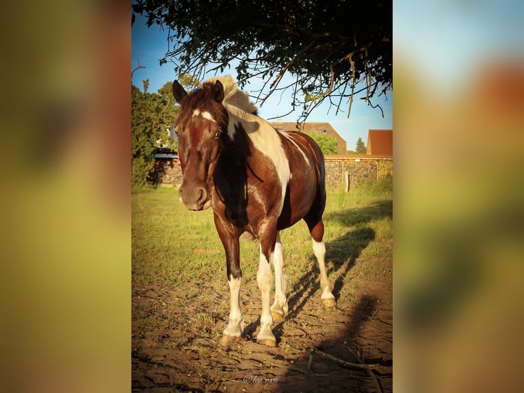 Lewitzer Mix Ruin 7 Jaar 140 cm Gevlekt-paard in Lübtheen