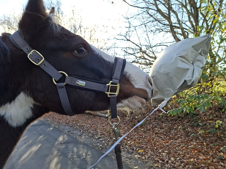 Lewitzer Ruin 7 Jaar 145 cm Gevlekt-paard in Fockbek