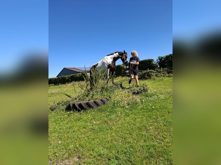 Lewitzer Ruin 7 Jaar 145 cm Gevlekt-paard in Fockbek
