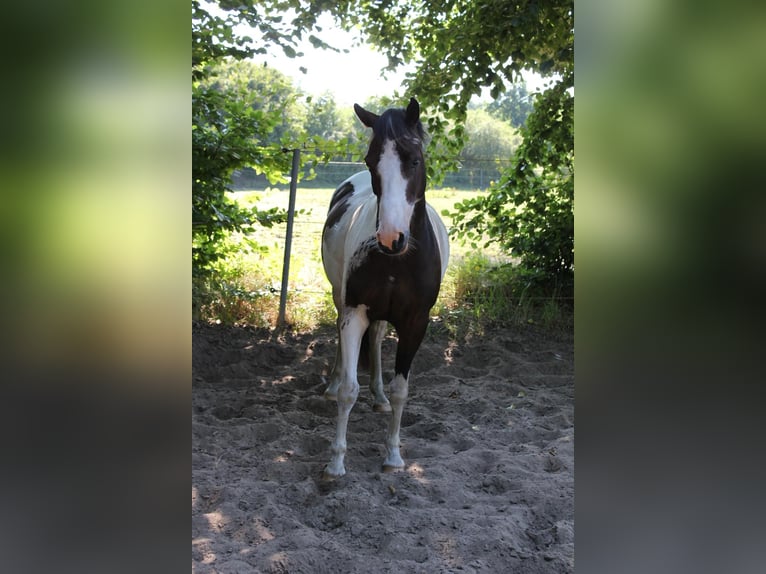 Lewitzer Ruin 7 Jaar 145 cm Gevlekt-paard in Fockbek