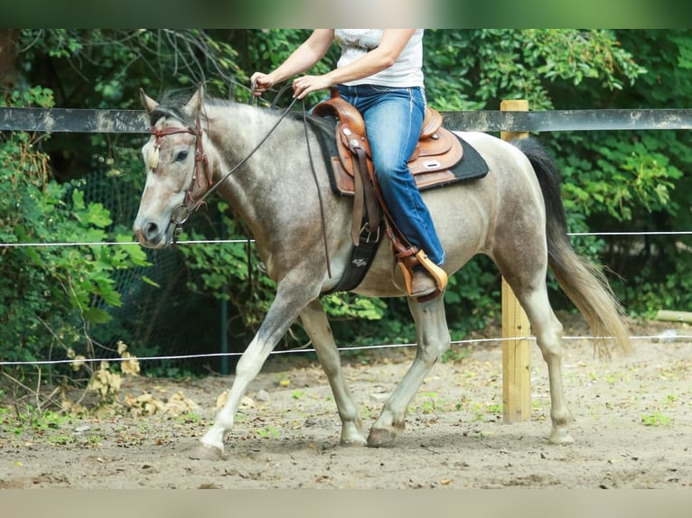 Lewitzer Ruin 7 Jaar 151 cm Gevlekt-paard in Sch&#xF6;nwalde-Glien