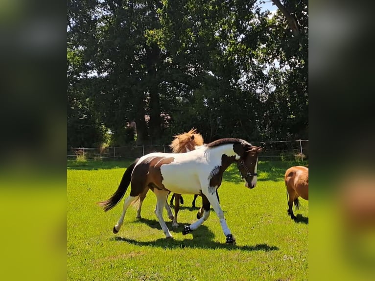 Lewitzer Ruin 8 Jaar 145 cm Gevlekt-paard in Fockbek