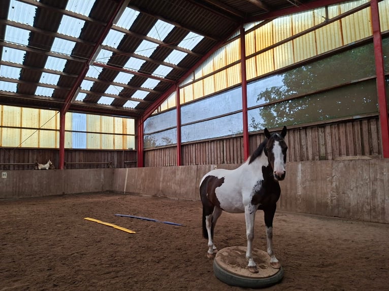 Lewitzer Ruin 8 Jaar 145 cm Gevlekt-paard in Fockbek
