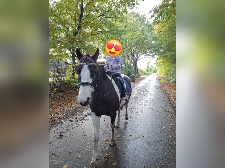 Lewitzer Ruin 8 Jaar 145 cm Gevlekt-paard in Fockbek