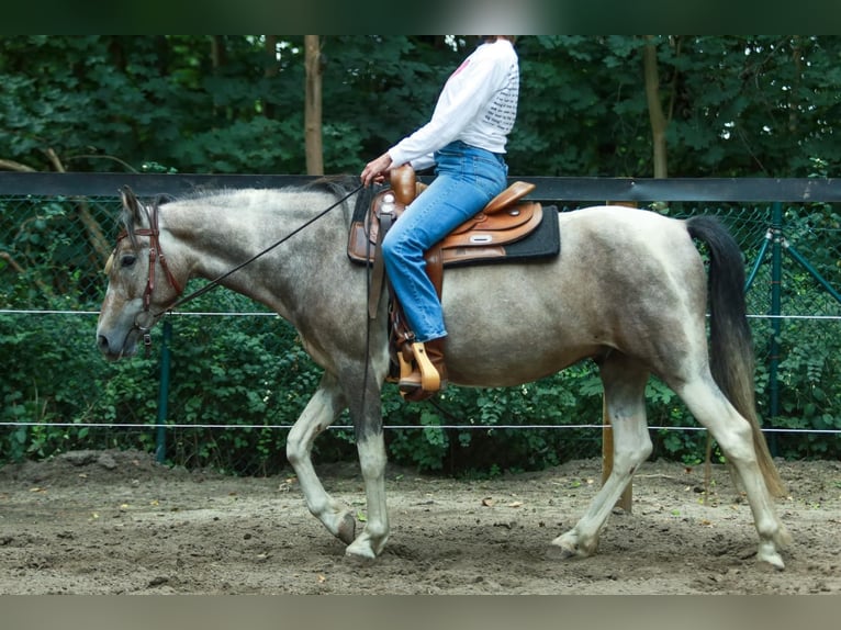 Lewitzer Ruin 8 Jaar 151 cm Gevlekt-paard in Schönwalde-Glien