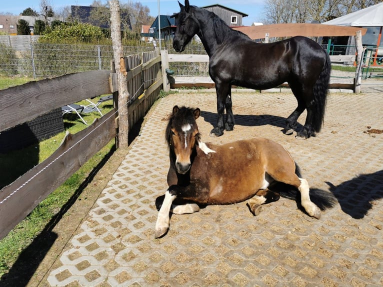 Lewitzer Mix Ruin 9 Jaar 123 cm Gevlekt-paard in Elmenhorst-Lichtenhagen