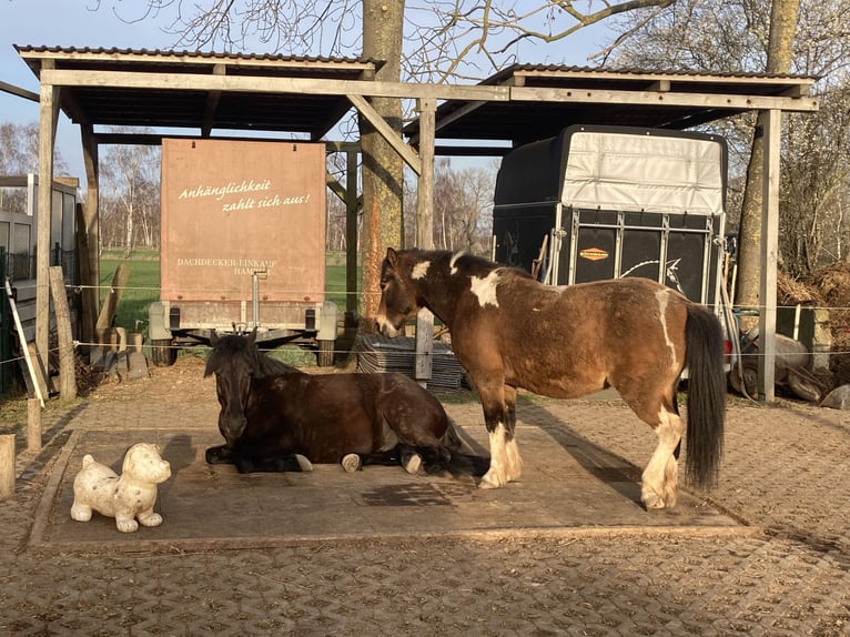 Lewitzer Mix Ruin 9 Jaar 123 cm Gevlekt-paard in Elmenhorst-Lichtenhagen