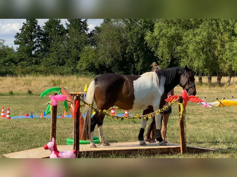 Lewitzer Ruin 9 Jaar 149 cm Gevlekt-paard in Siegen