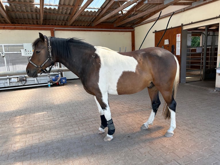 Lewitzer Ruin 9 Jaar 149 cm Gevlekt-paard in Siegen