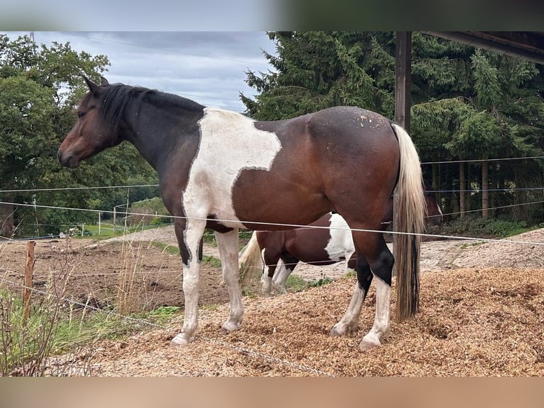 Lewitzer Ruin 9 Jaar 149 cm Gevlekt-paard in Siegen