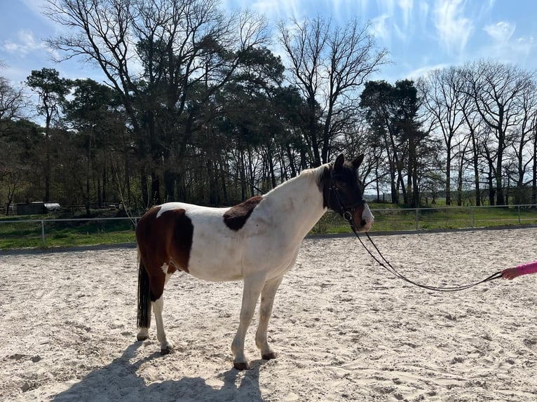 Lewitzer Ruin 9 Jaar 153 cm Gevlekt-paard in Schönwalde-Glien