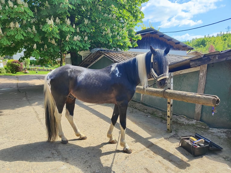 Lewitzer Semental 19 años 150 cm Pío in Bachenberg