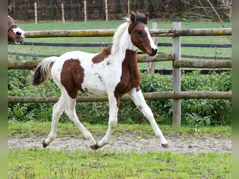 Lewitzer Semental 1 año 148 cm Tobiano-todas las-capas in Mörsdorf