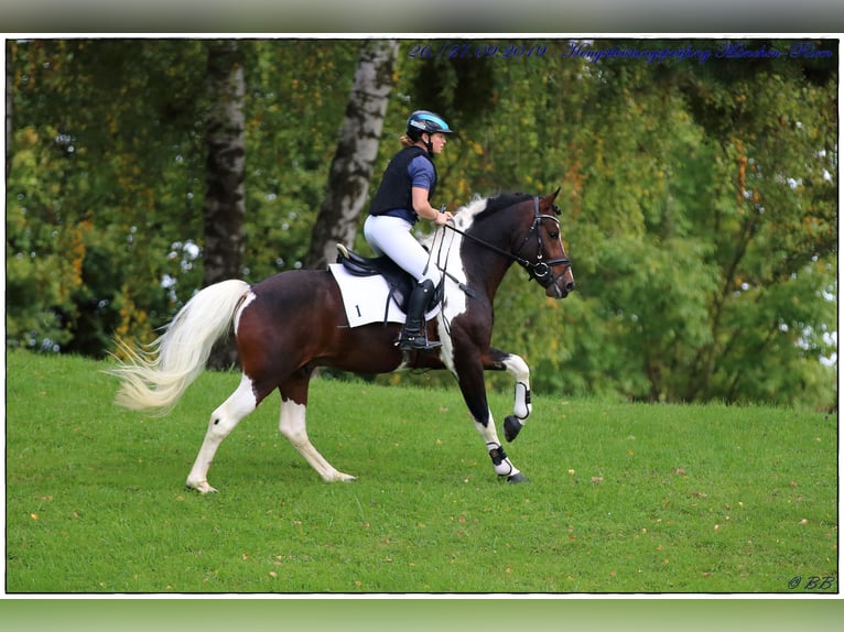 Lewitzer Semental 1 año 148 cm Tobiano-todas las-capas in Mörsdorf