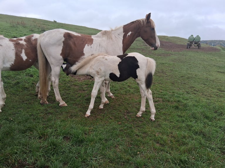 Lewitzer Mestizo Semental 1 año 160 cm Pío in Heldburg