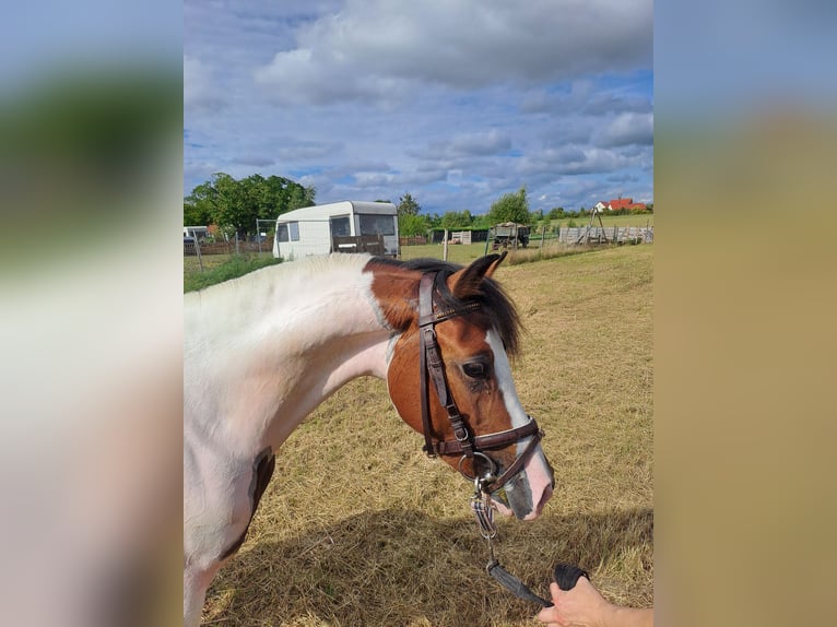 Lewitzer Semental 2 años 135 cm Pío in S&#xF6;mmerda OT Schillingstedt