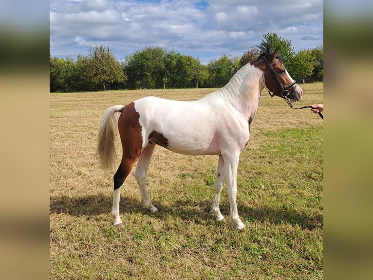Lewitzer Semental 2 años 135 cm Pío in S&#xF6;mmerda OT Schillingstedt