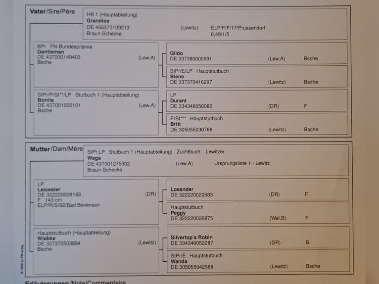 Lewitzer Semental 2 años 135 cm Pío in S&#xF6;mmerda OT Schillingstedt