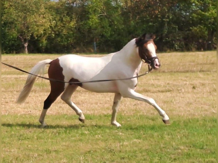 Lewitzer Semental 2 años 135 cm Pío in S&#xF6;mmerda OT Schillingstedt
