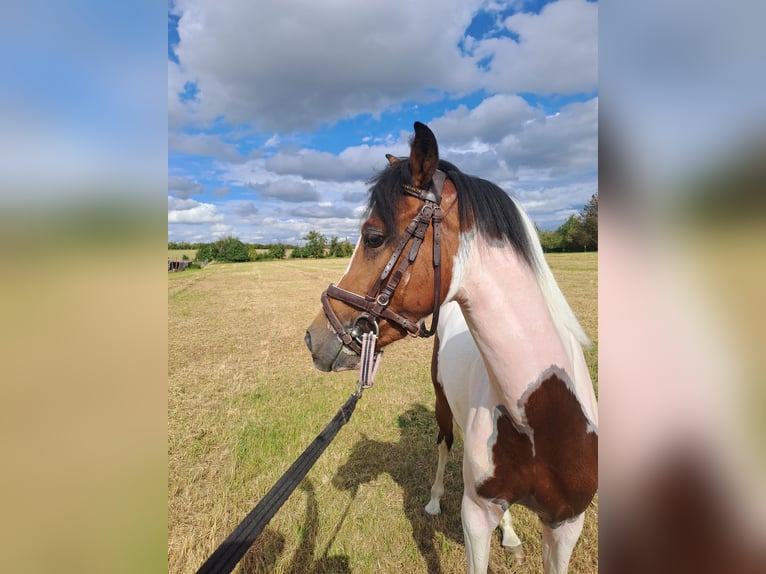 Lewitzer Semental 2 años 135 cm Pío in S&#xF6;mmerda OT Schillingstedt