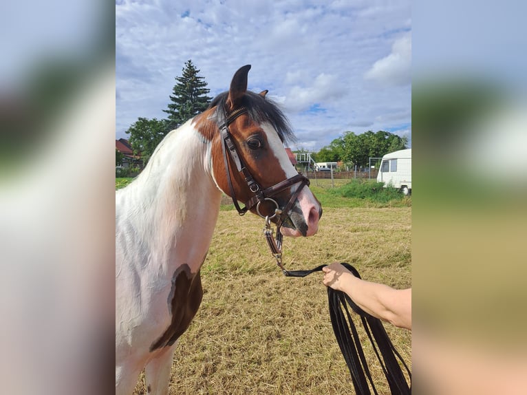 Lewitzer Semental 2 años 135 cm Pío in S&#xF6;mmerda OT Schillingstedt