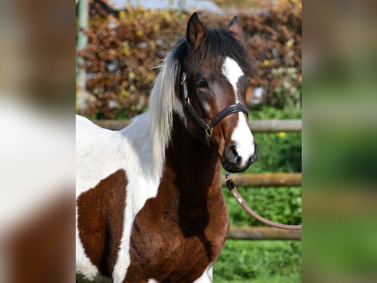 Lewitzer Semental 2 años 147 cm Tobiano-todas las-capas in Mörsdorf
