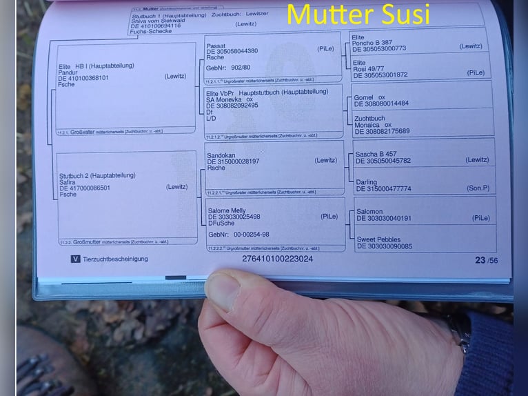 Lewitzer Semental 2 años Pío in Luckenbach