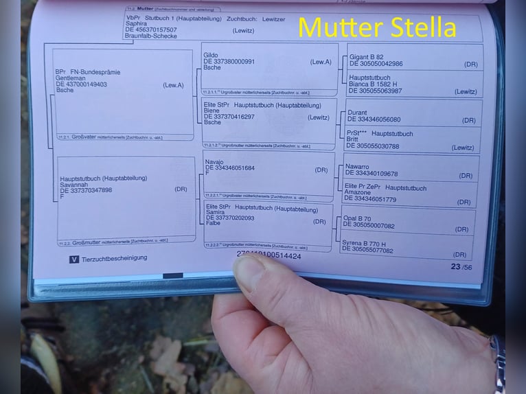 Lewitzer Semental 2 años Pío in Luckenbach