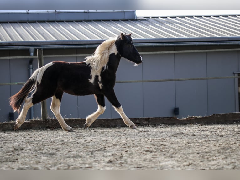 Lewitzer Semental 2 años Pío in Luckenbach