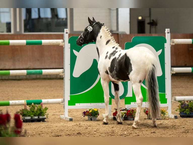 Lewitzer Semental 3 años 142 cm Tobiano-todas las-capas in Offenburg