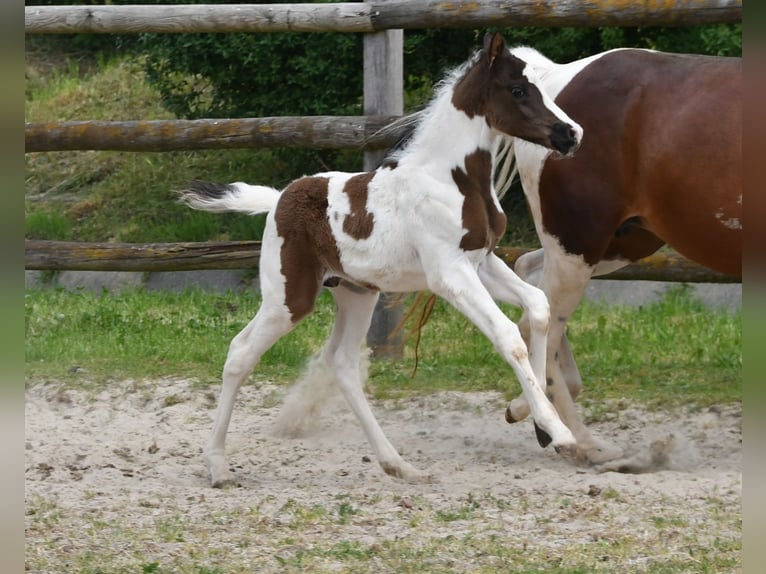 Lewitzer Semental Potro (04/2026) 148 cm Tobiano-todas las-capas in Mörsdorf