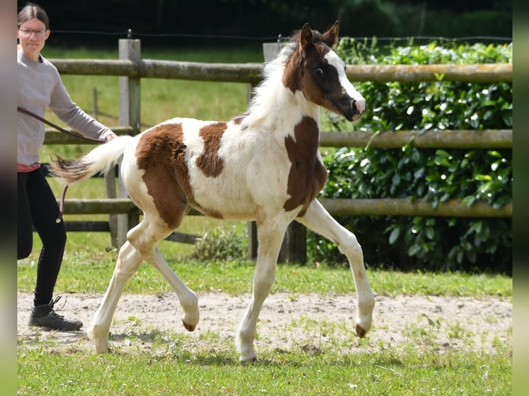 Lewitzer Semental Potro (04/2026) 148 cm Tobiano-todas las-capas in Mörsdorf